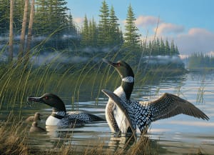 Common Loons Lakes & Rivers By Cobble Hill