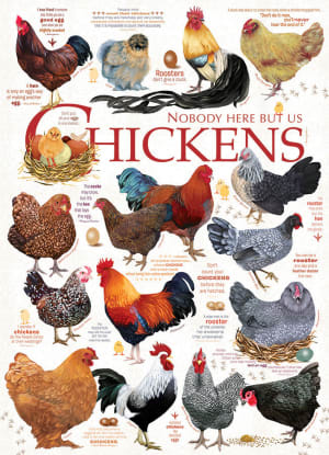 Chicken Quotes Farm Animal By Cobble Hill