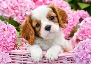 Pup in Pink Flowers Photography By Castorland