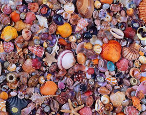 Seashell Beach & Ocean By Piatnik