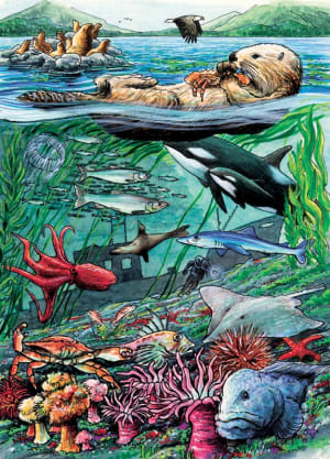 Life on the Pacific Ocean Fish By Cobble Hill