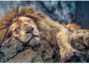 Sleeping Lion Big Cats By Trefl