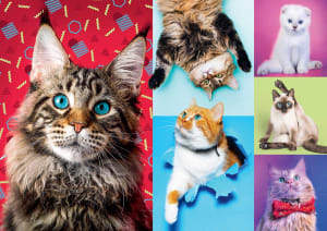 Happy Cats Collage By Trefl
