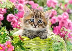 Kitten in Flower Garden Cats By Castorland