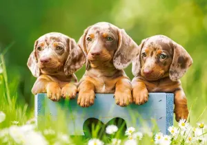 Cute Dachshunds Dogs By Castorland