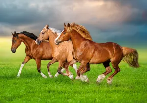 Horses in Spring Rush Horse By Castorland
