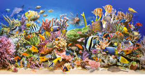 Underwater life Beach & Ocean By Castorland