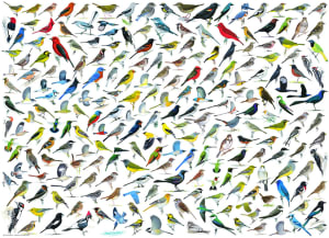 The World of Birds Pattern & Geometric By Eurographics