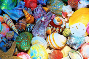 Seashell Study Beach & Ocean By GoodWay Puzzles