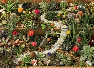 Succulent Garden Flower & Garden By Cobble Hill