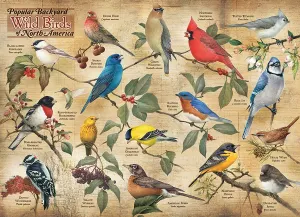 Popular Backyard Wild Birds of N.A. Birds By Cobble Hill