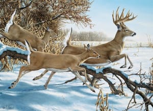 Breaking Cover Forest Animal By Cobble Hill