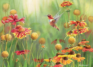 Rufous Hummingbird Flower & Garden By Cobble Hill