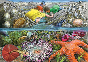 Exploring the Seashore Fish By Cobble Hill