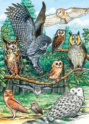 North American Owls Educational By Cobble Hill