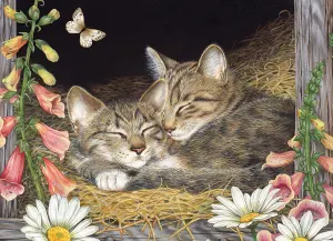 Morning Snooze Cats By Cobble Hill