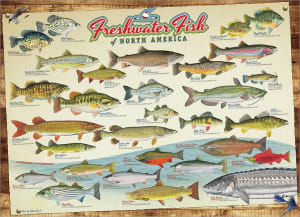 Freshwater Fish of North America Cabin & Cottage By Cobble Hill