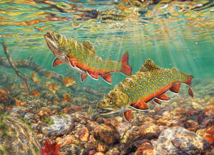 Brook Trout Fish By Cobble Hill