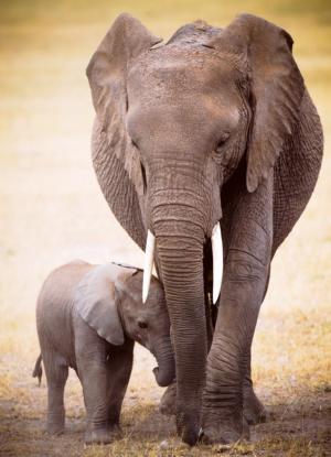 Elephant & Baby Elephant Large Piece By Eurographics