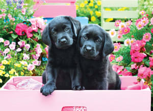Black Labs in Pink Box Valentine's Day By Eurographics