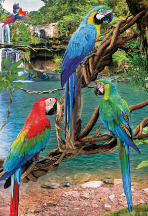 Macaws Birds By Eurographics