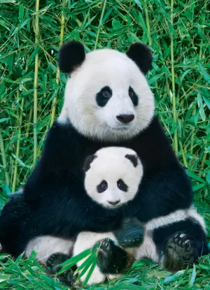 Panda and Baby Asia By Eurographics