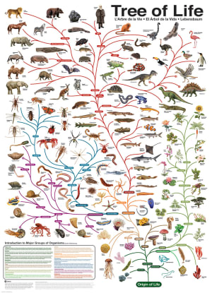 The Tree of Life Science By Eurographics