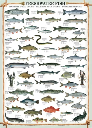 Freshwater Fish Pattern & Geometric By Eurographics