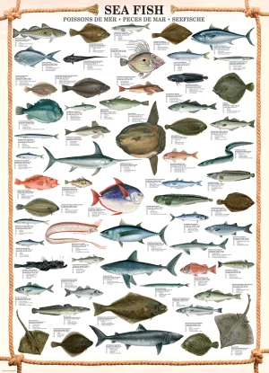 Sea Fish Fish By Eurographics