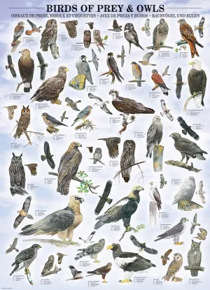 Birds of Prey and Owls Collage By Eurographics