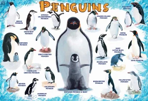 Penguins Birds By Eurographics