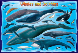 Whales & Dolphins Dolphin By Eurographics