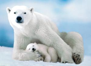Polar Bear and Baby Mother's Day Jigsaw Puzzle By Eurographics