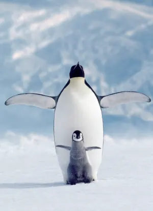 Penguin & Chick Photography By Eurographics