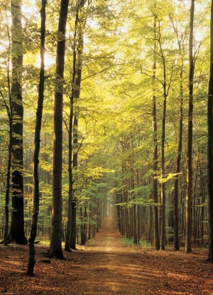 Forest Path Nature By Eurographics