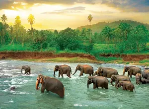 Rainforest Elephant By Eurographics