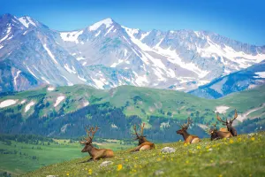 Mountain Elks Photography By Eurographics