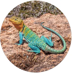 Collared Lizard Puzzle A&bull;Round: Reptile & Amphibian By Pigment & Hue