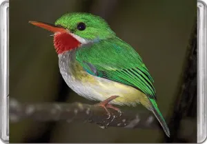 Puerto Rican Tody MiniPix&reg; Puzzle Birds By Pigment & Hue