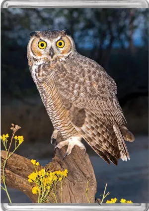Great Horned Owl MiniPix&reg; Puzzle Birds By Pigment & Hue