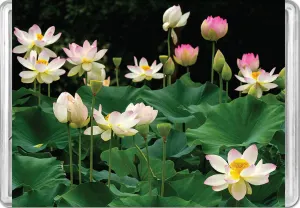 Lotus Flowers MiniPix&reg; Puzzle Flower & Garden By Pigment & Hue