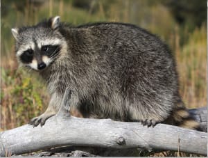 Common Raccoon Mini Puzzle Forest Animal By Pigment & Hue