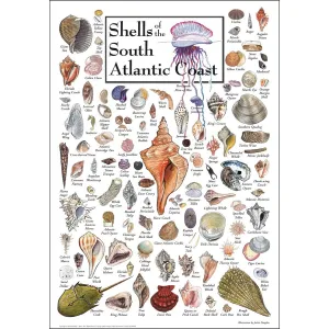 Shells of the South Atlantic Coast Sea Life By Heritage Puzzles