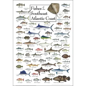 Fish of the South Atlantic Coast Fish By Heritage Puzzles
