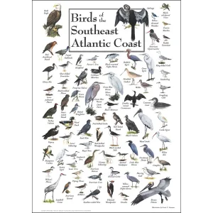 Birds of the South Atlantic Coast Birds By Heritage Puzzles