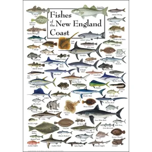 Fish of the New England Coast Fish By Heritage Puzzles