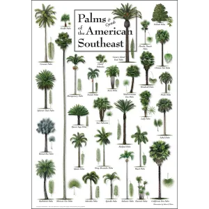 Palms of the American Southeast By Heritage Puzzles