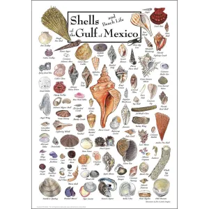 Shells of the Gulf of Mexico Sea Life By Heritage Puzzles