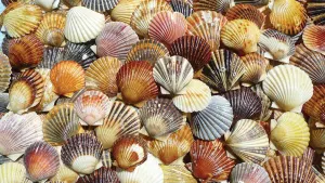 Bay Scallop Beauties Beach & Ocean By Heritage Puzzles