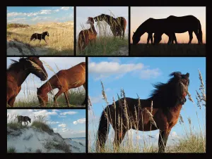 Wild Horses Beach & Ocean By Heritage Puzzles